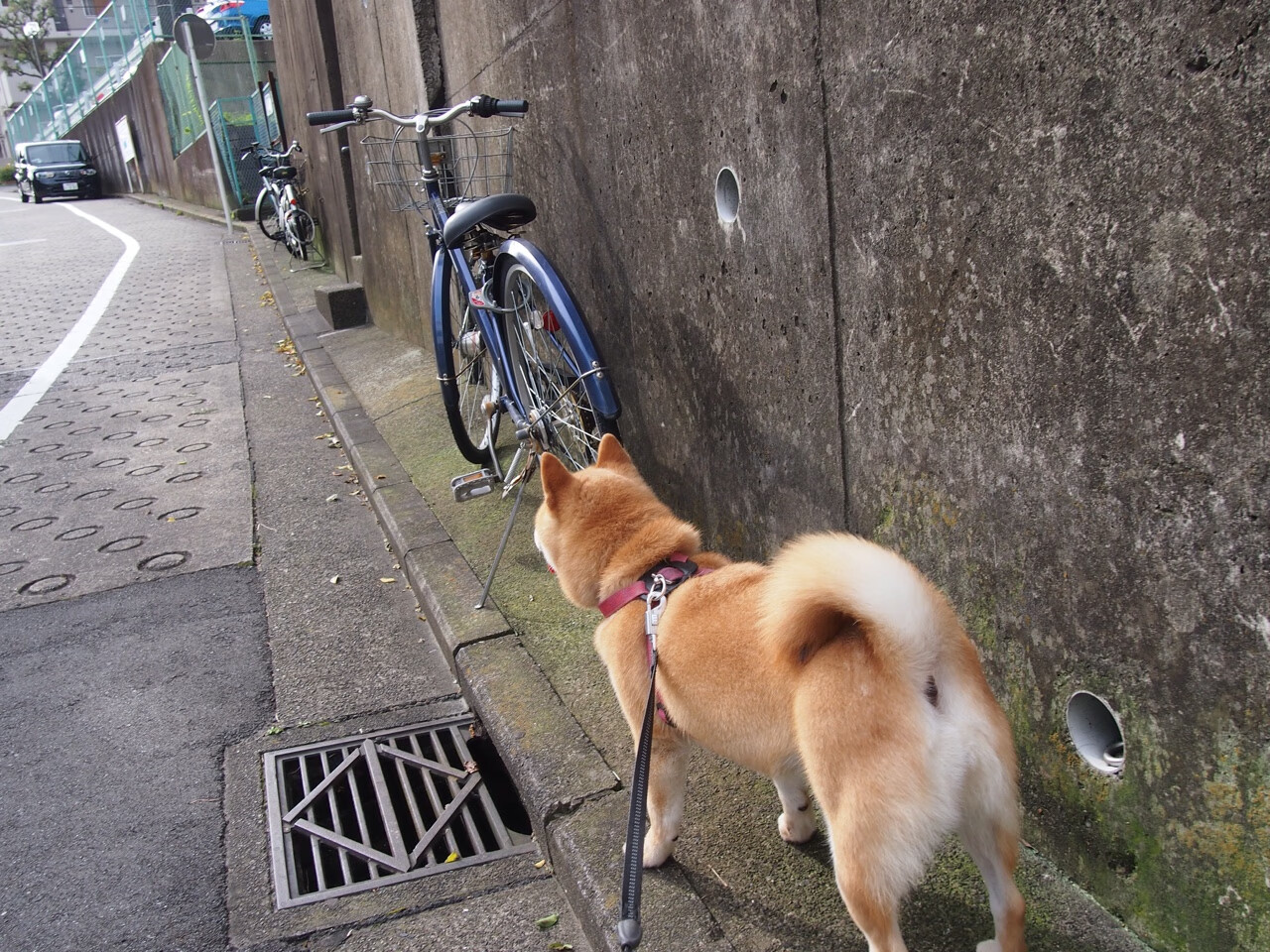 F1年度争冠焦点战,亚特兰大式进攻打穿土耳其赛道迷雾