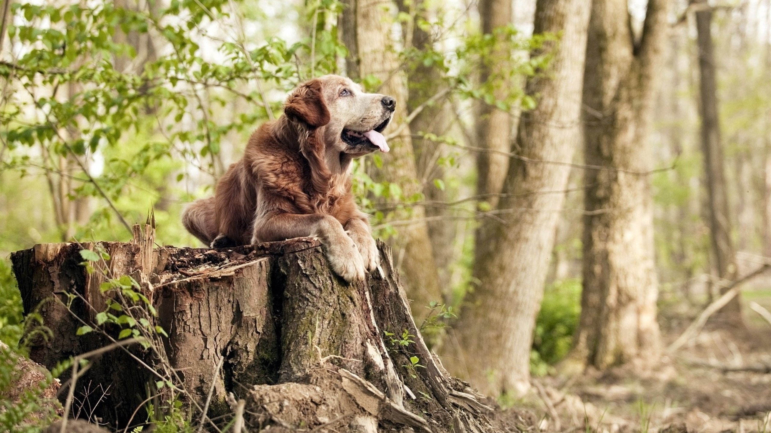 非洲之矛刺穿沙漠之盾，迪亚斯爆发引领阿尔及利亚压制沙特