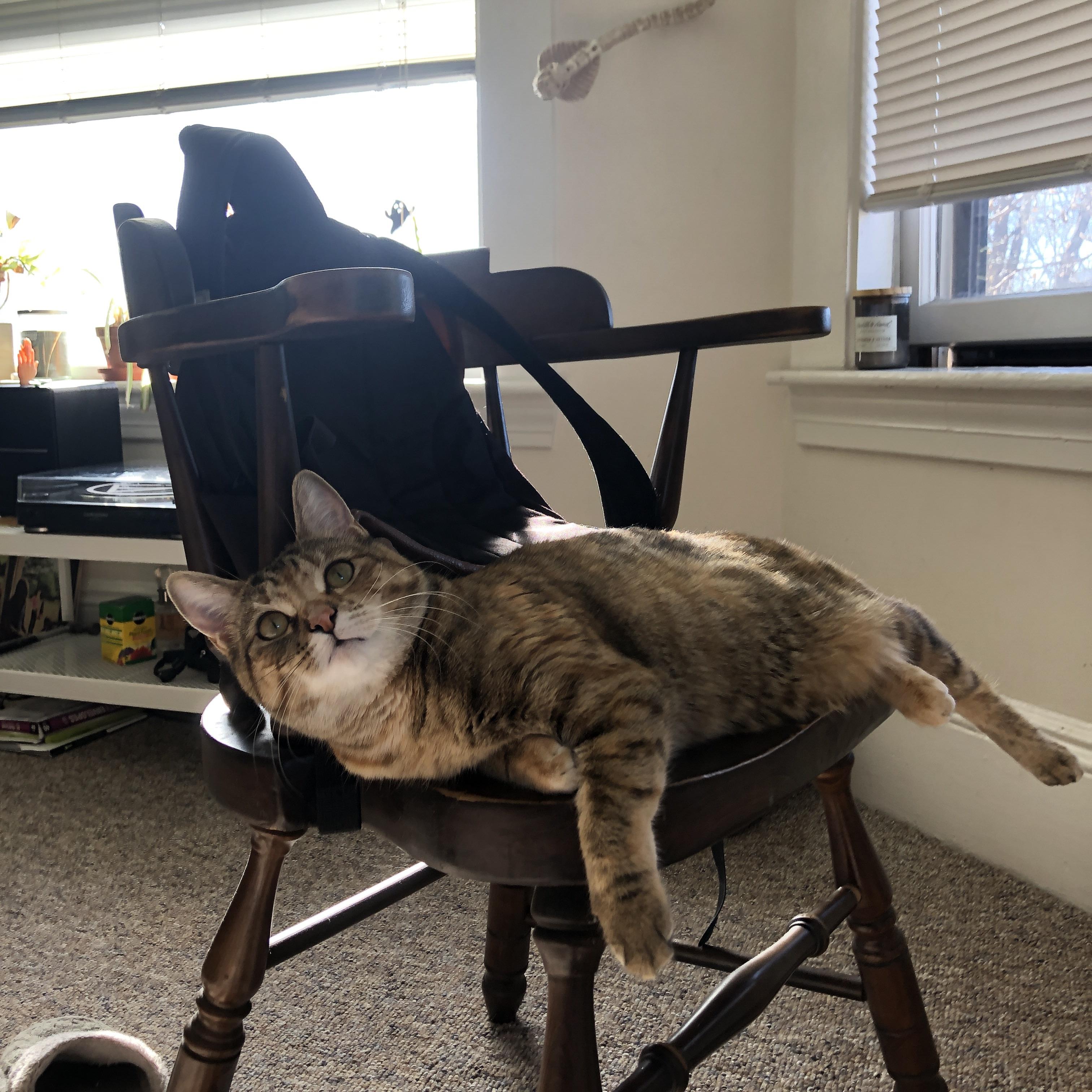 布克在奥运周期关键战接管比赛，广东强势晋级彰显冠军底蕴