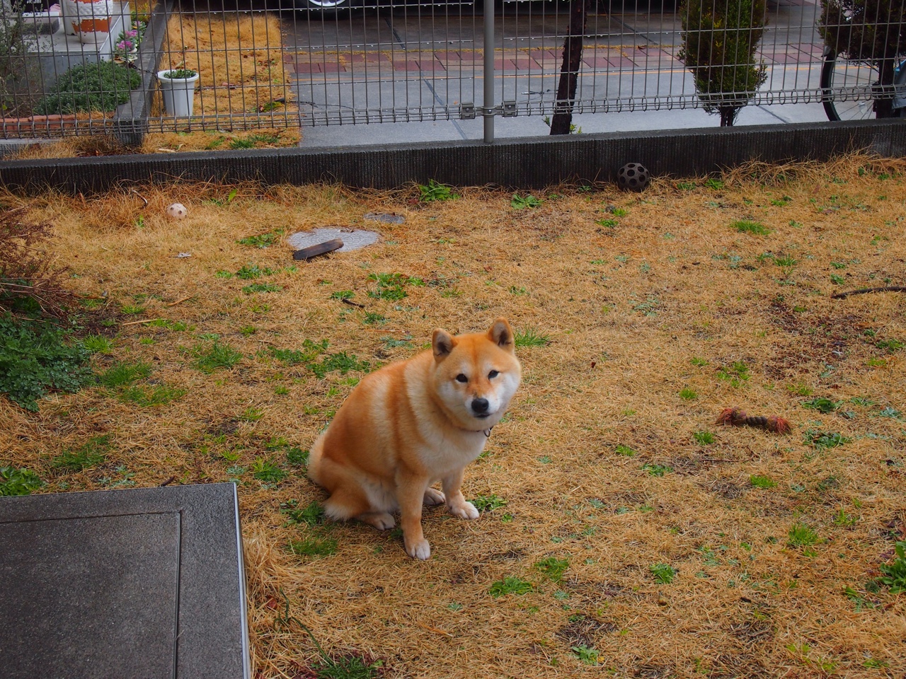 打穿西域铁骑！上海男篮用三分雨击溃新疆，克莱式射手成关键先生