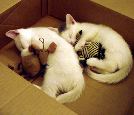 活塞团队铁蹄踏碎公牛，塔图姆攻防一体引领新时代