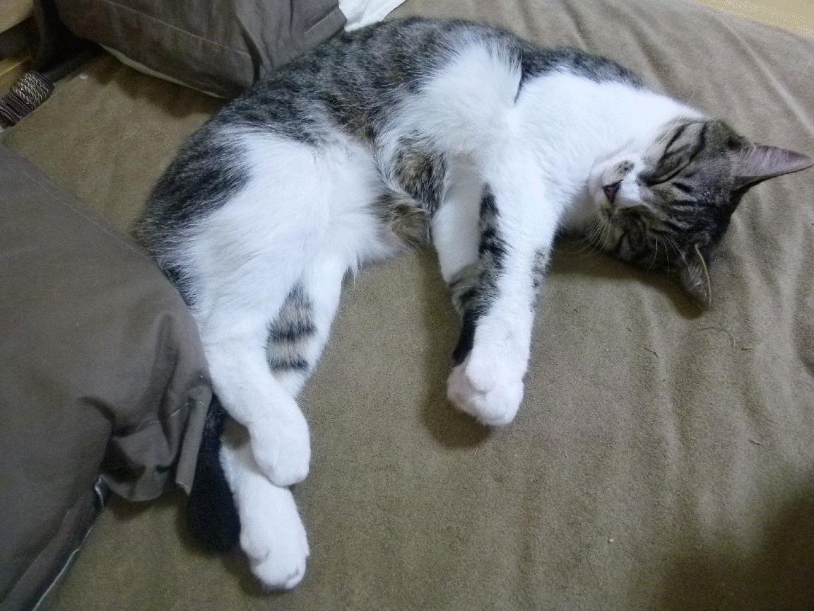 鏖战记，当摩洛哥铁壁遭遇哥斯达黎加激流，穆勒以无用之用主宰赛场