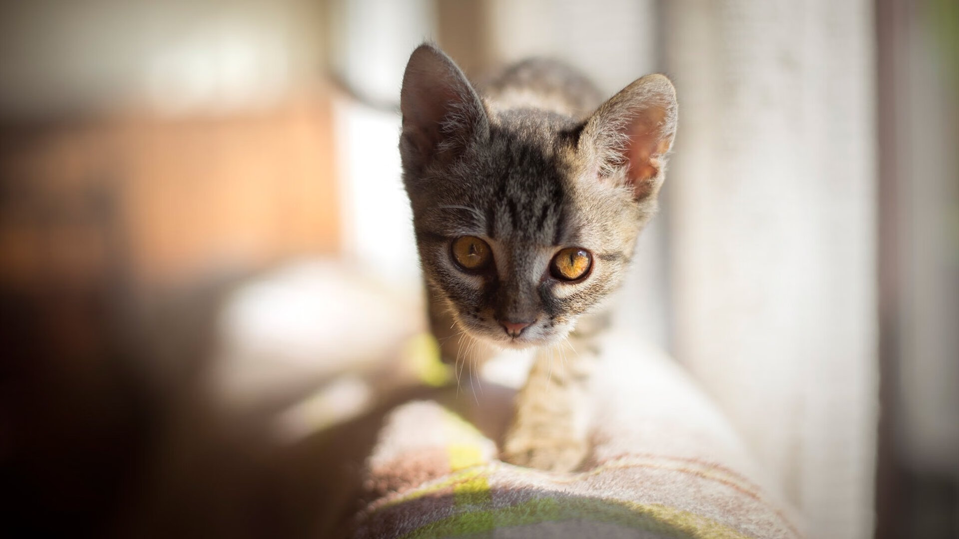 夺目绽放！拉文于年度焦点夜诠释最佳真谛