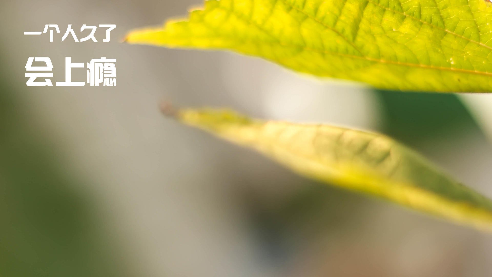 史诗对决！北京队关键战突围公牛，字母哥全程高能输出改写历史