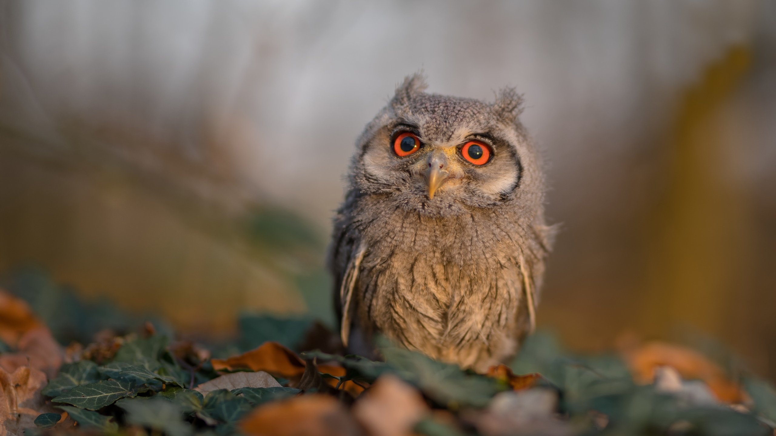 爱游戏大厅-铁血战魂！希腊对阵摩纳哥，格列兹曼关键战绝不手软