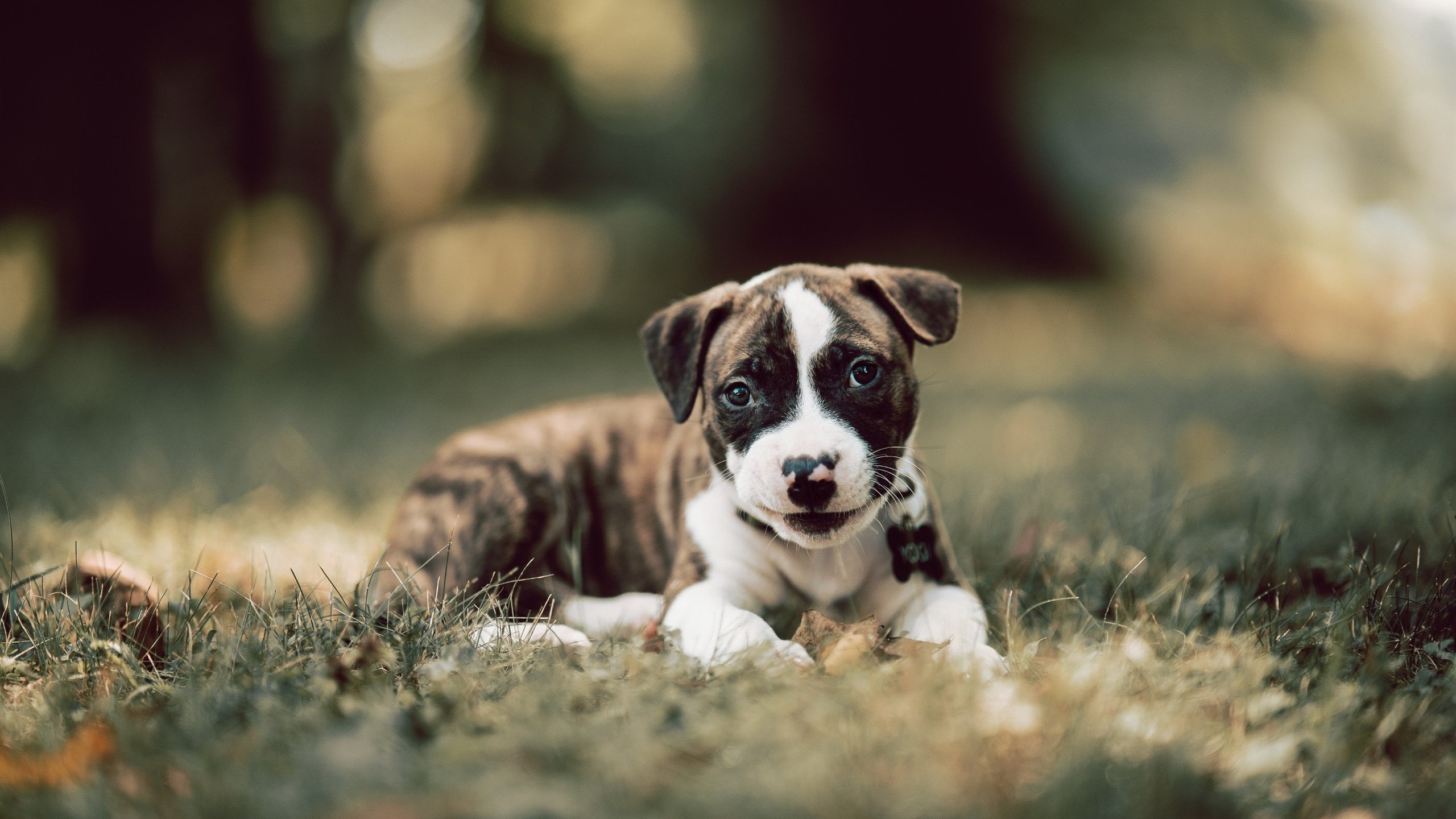 爱游戏-绿茵场上的篮球智慧，欧冠决赛中的公牛战术如何绞杀森林狼